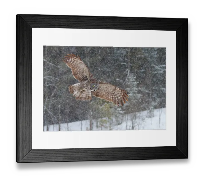 Framed Print : Great Grey owl in snowfall