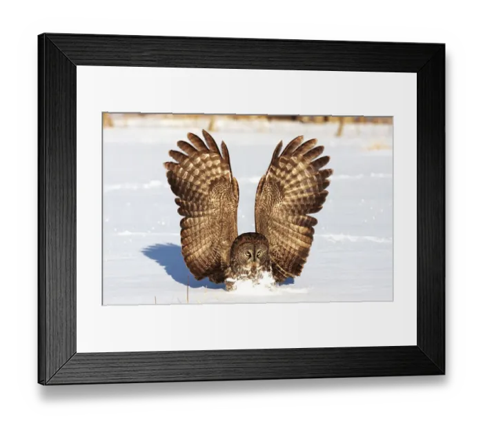 Framed Print : Great gray owl catches mouse Framed Print : Great gray owl catches mouse