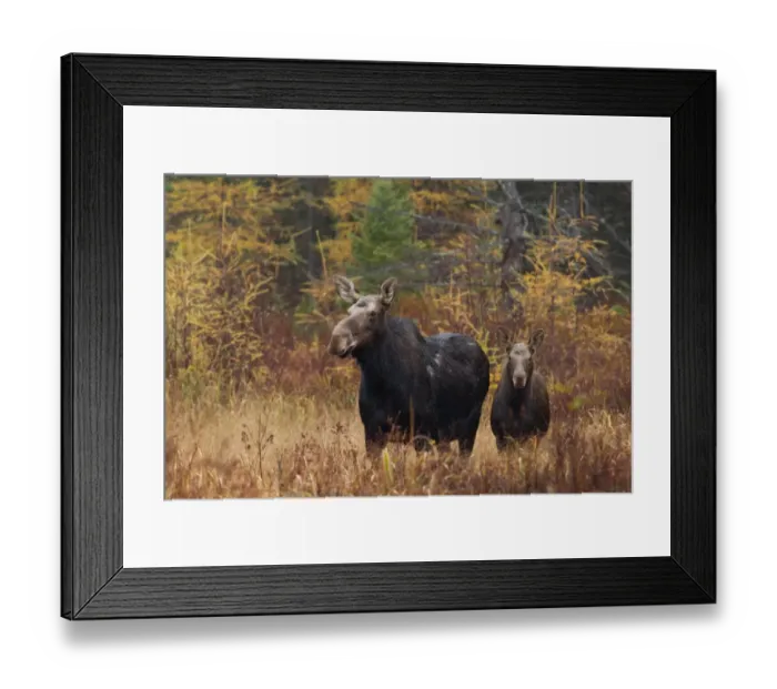 Framed Print : Moose with Calf Framed Print : Moose with Calf