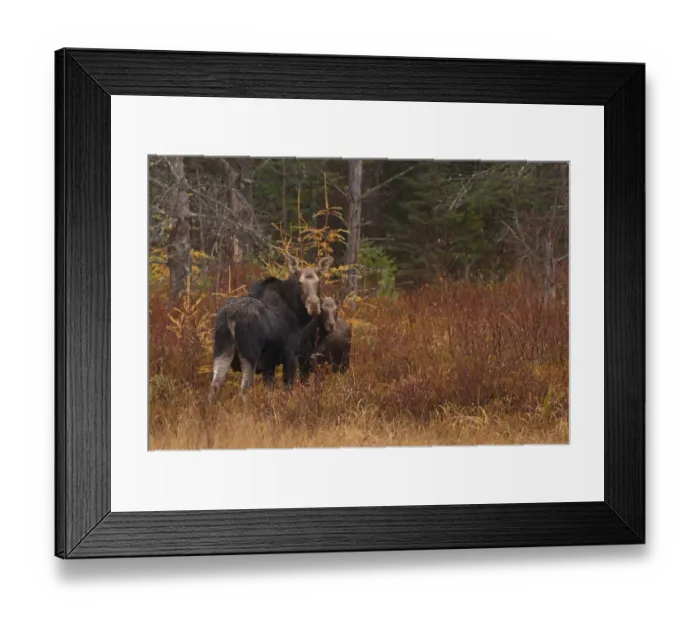 Framed Print : Moose with calf Framed Print : Moose with calf