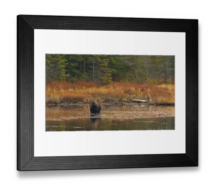 Framed Print : Moose feeding in pond Framed Print : Moose feeding in pond