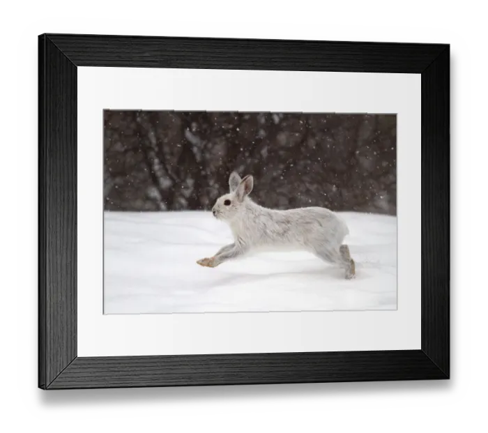 Framed Print : Snowshoe hare on the run