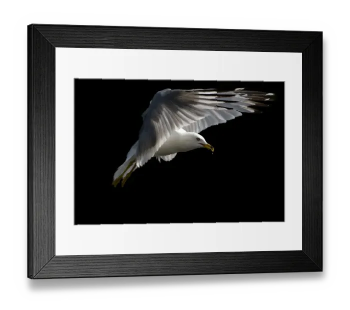 Framed Print : Ring-billed seagull
