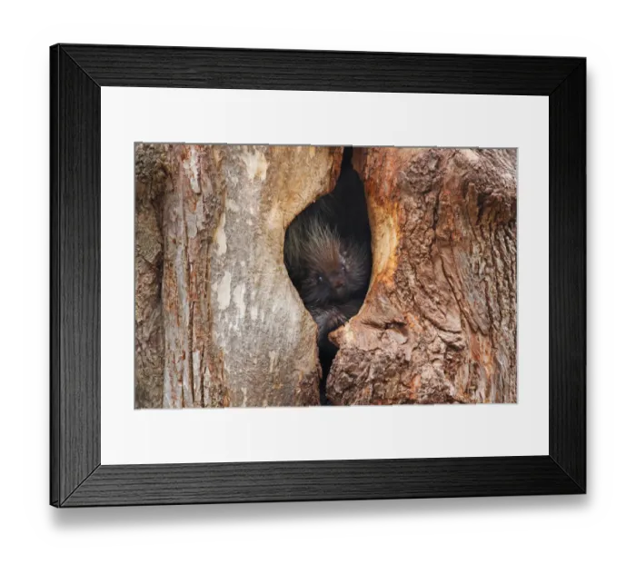 Framed Print : Baby Porcupine in tree Framed Print : Baby Porcupine in tree