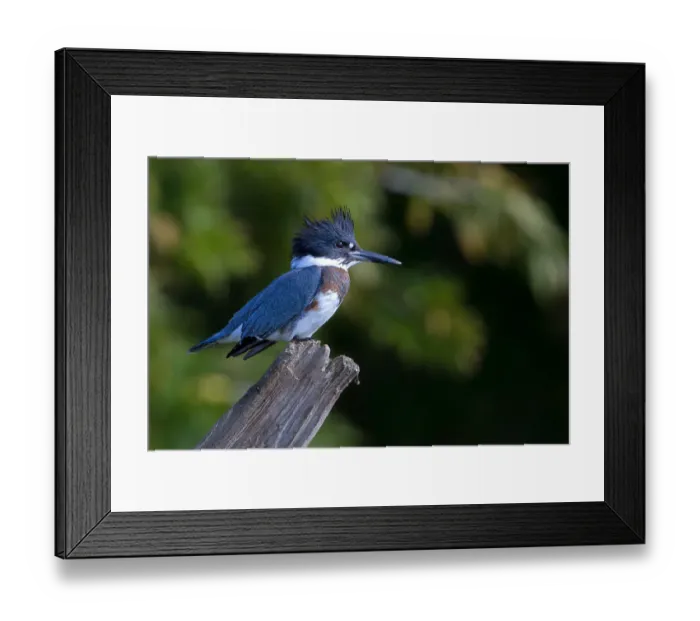 Framed Print : Belted kingfisher Framed Print : Belted kingfisher