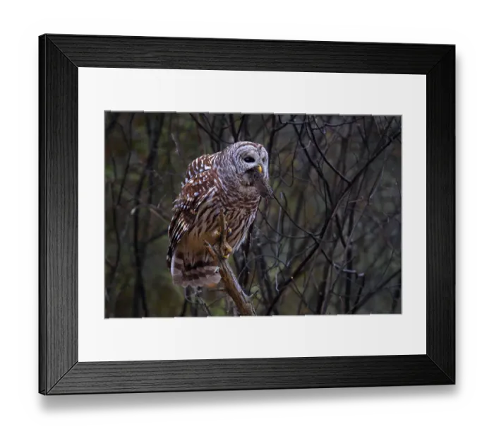 Framed Print : Barred owl with vole Framed Print : Barred owl with vole