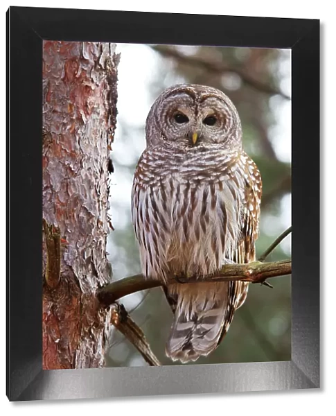 Barred owl perched in tree