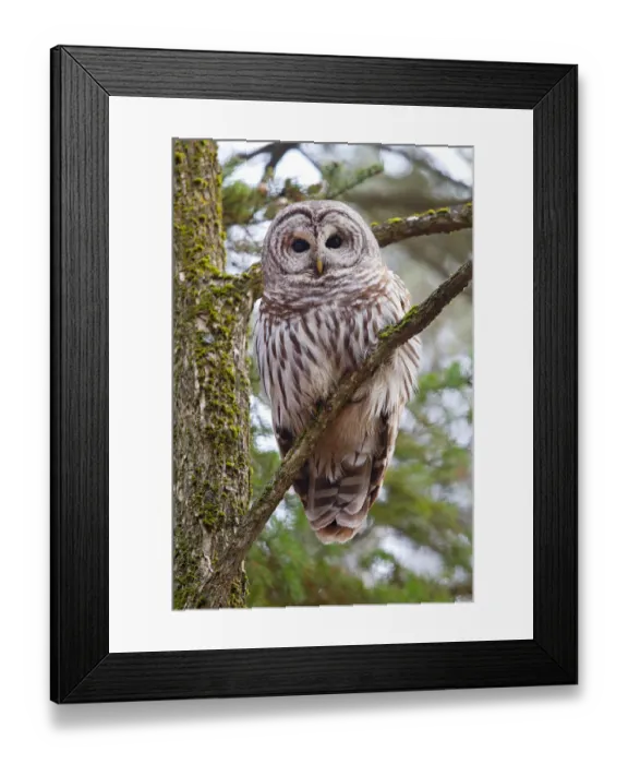 Framed Print : Barred owl perched in tree Framed Print : Barred owl perched in tree