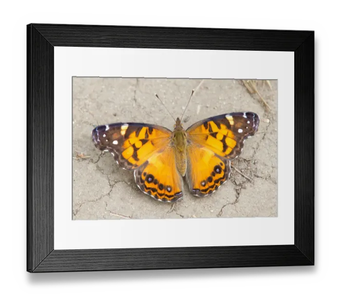 Framed Print : American painted lady butterfly