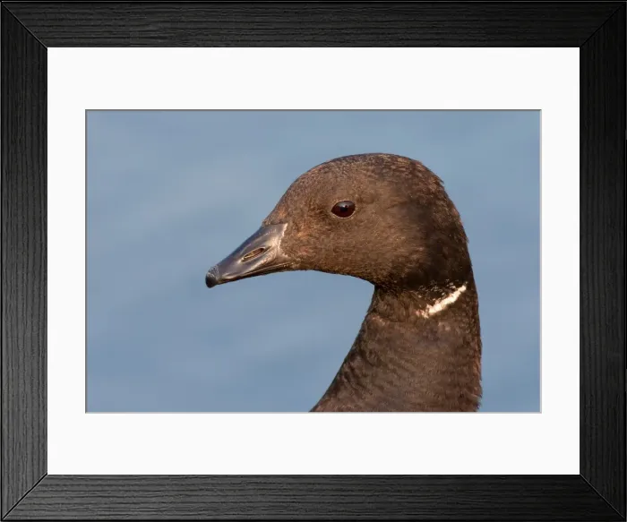 Framed Print : Brant Goose Framed Print : Brant Goose