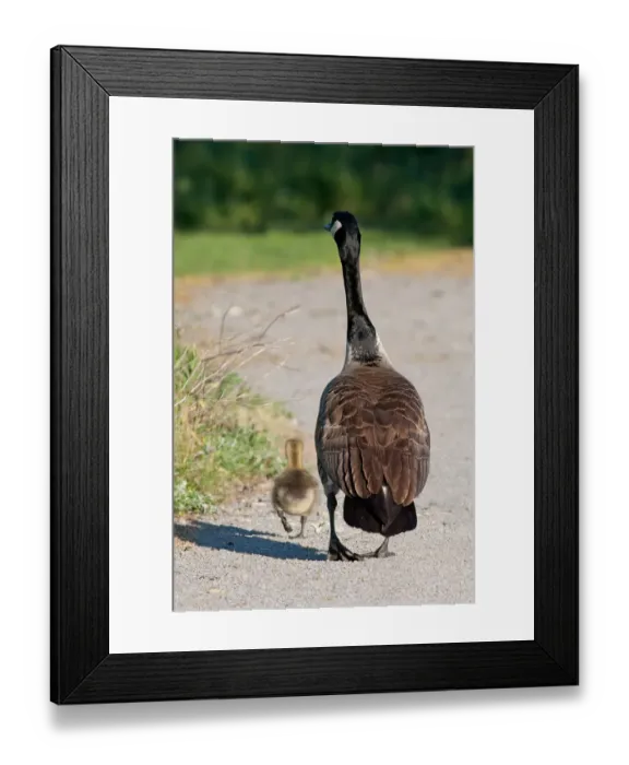 Framed Print : Canada goose family Framed Print : Canada goose family
