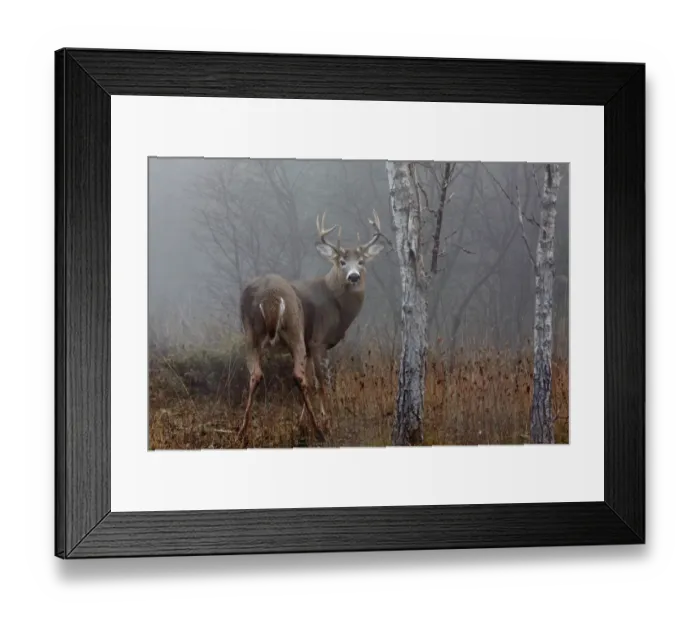 Framed Print : White-tailed buck look back Framed Print : White-tailed buck look back
