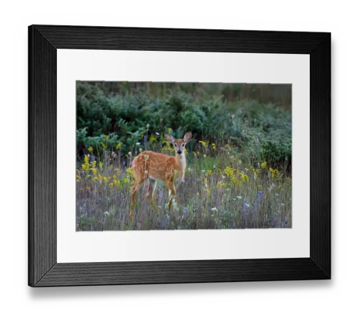 Framed Print : White-tailed deer fawn Framed Print : White-tailed deer fawn