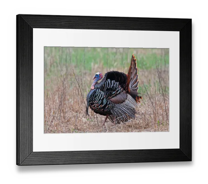 Framed Print : Wild Turkey Framed Print : Wild Turkey
