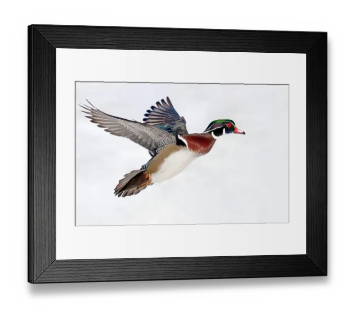 Framed Print : Wood Duck takes flight Framed Print : Wood Duck takes flight