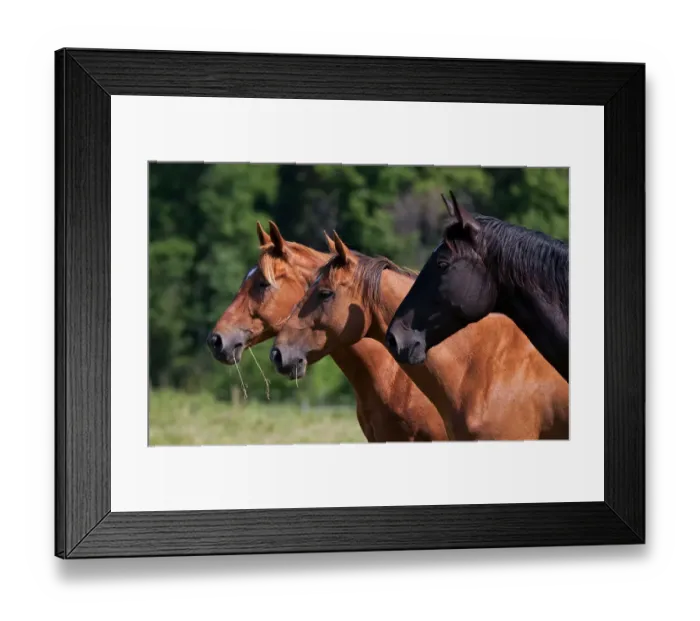 Framed Print : Three horses Framed Print : Three horses