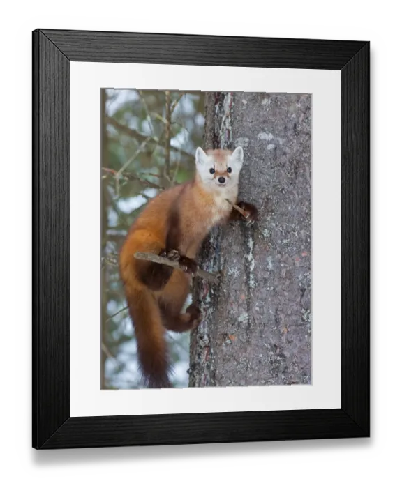 Framed Print : Pine Marten Framed Print : Pine Marten