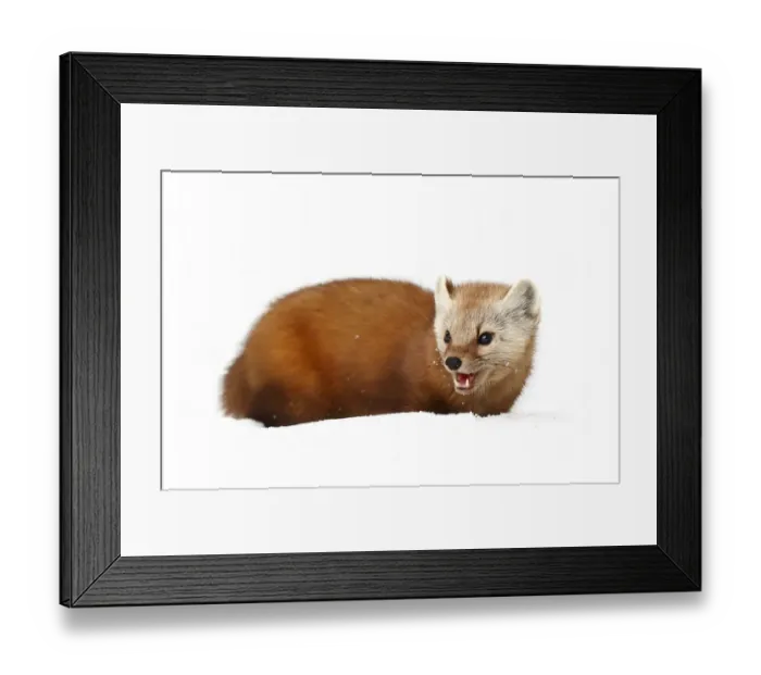 Framed Print : Pine marten Framed Print : Pine marten
