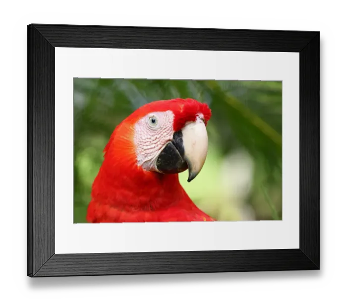 Framed Print : Scarlet macaw Framed Print : Scarlet macaw