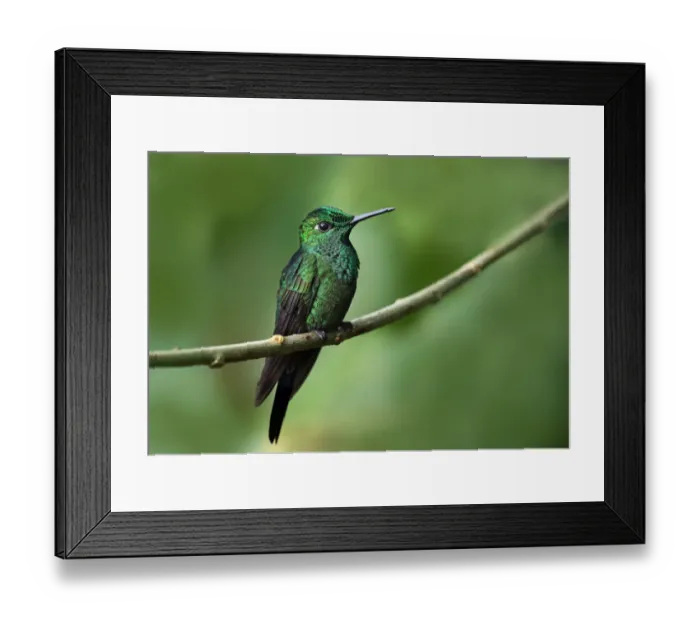 Framed Print : Green-crowned Brilliant Hummingbird Framed Print : Green-crowned Brilliant Hummingbird