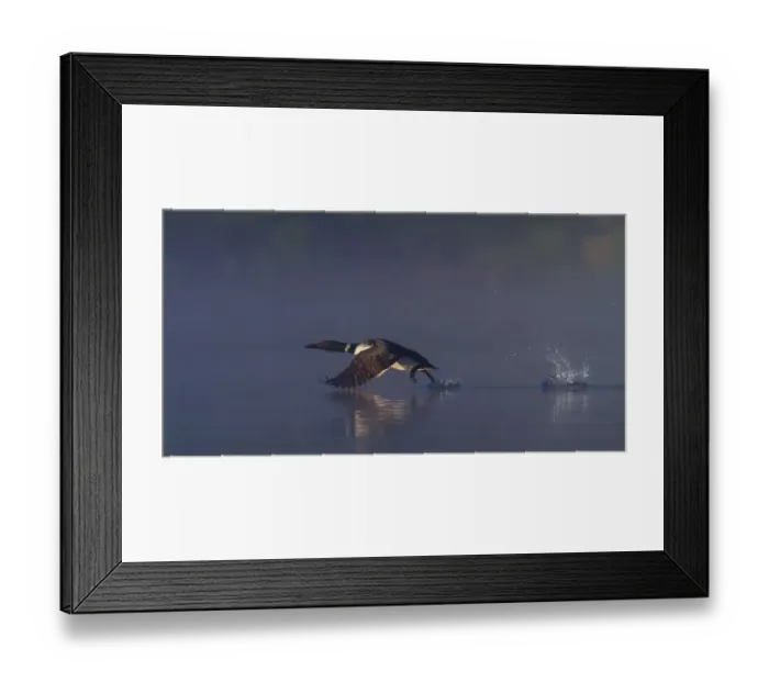 Framed Print : Common loon skip Framed Print : Common loon skip