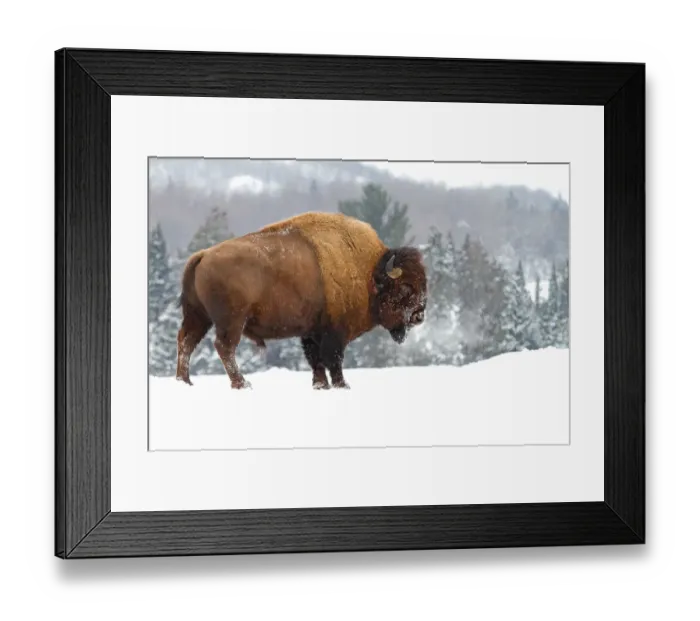 Framed Print : Buffalo in Winter