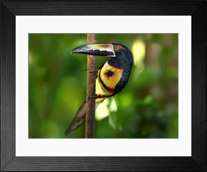 Framed Print : Collared aracari perched Framed Print : Collared aracari perched
