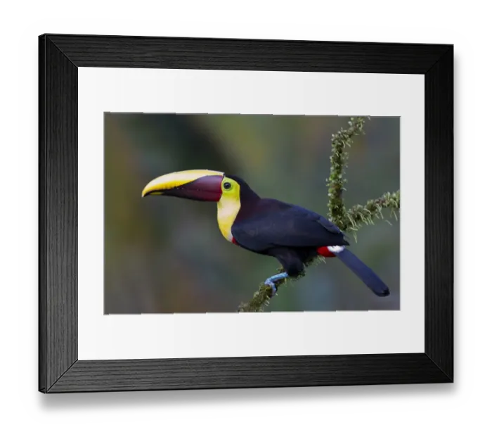 Framed Print : Black-mandibled toucan on branch Framed Print : Black-mandibled toucan on branch