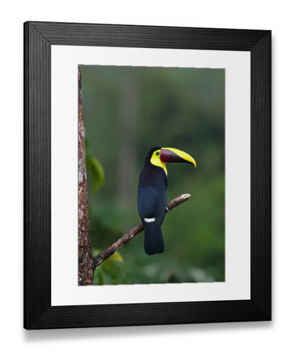 Framed Print : Black-mandibled toucan on branch Framed Print : Black-mandibled toucan on branch