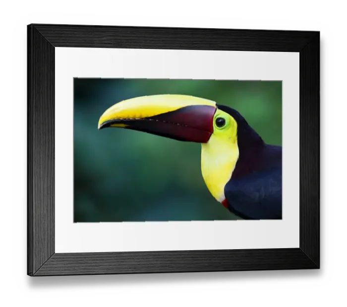 Framed Print : Black-mandibled toucan closeup