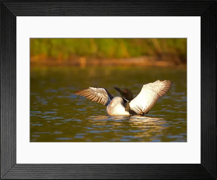 Framed Print : Common loon flapping wings Framed Print : Common loon flapping wings