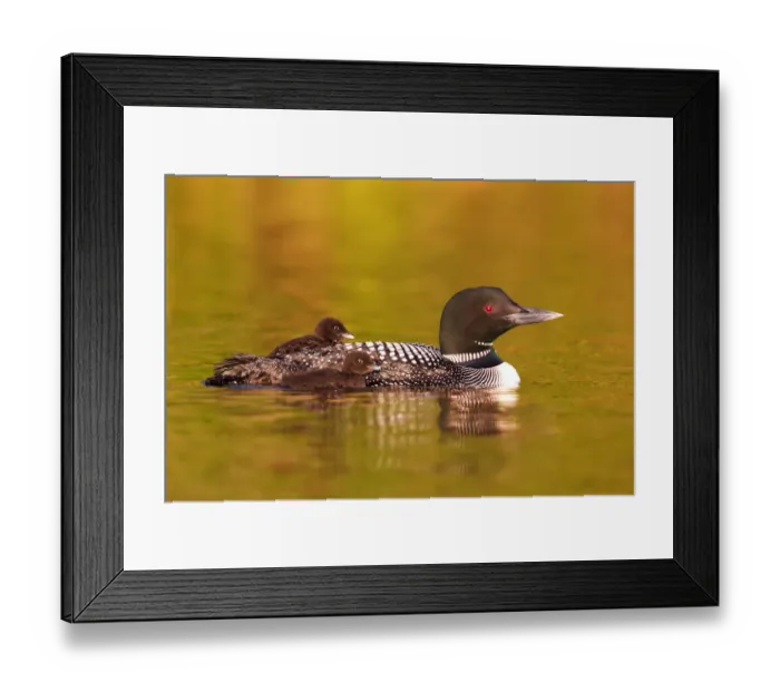 Framed Print : Common loon with two chicks Framed Print : Common loon with two chicks
