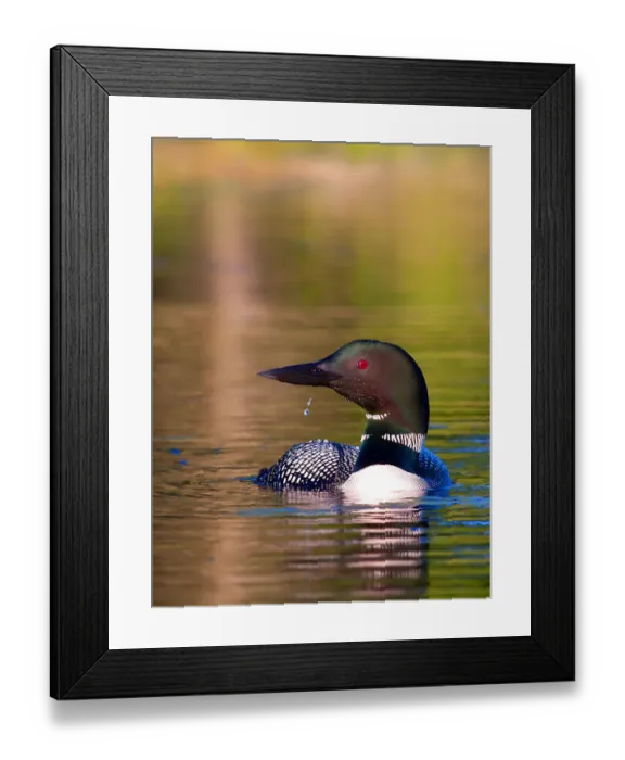 Framed Print : Common loon with water drop Framed Print : Common loon with water drop