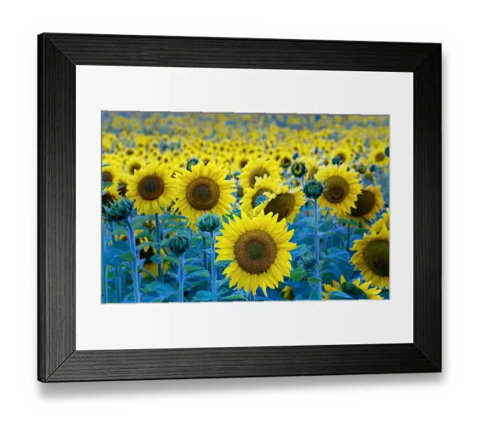 Framed Print : Sunflowers Framed Print : Sunflowers