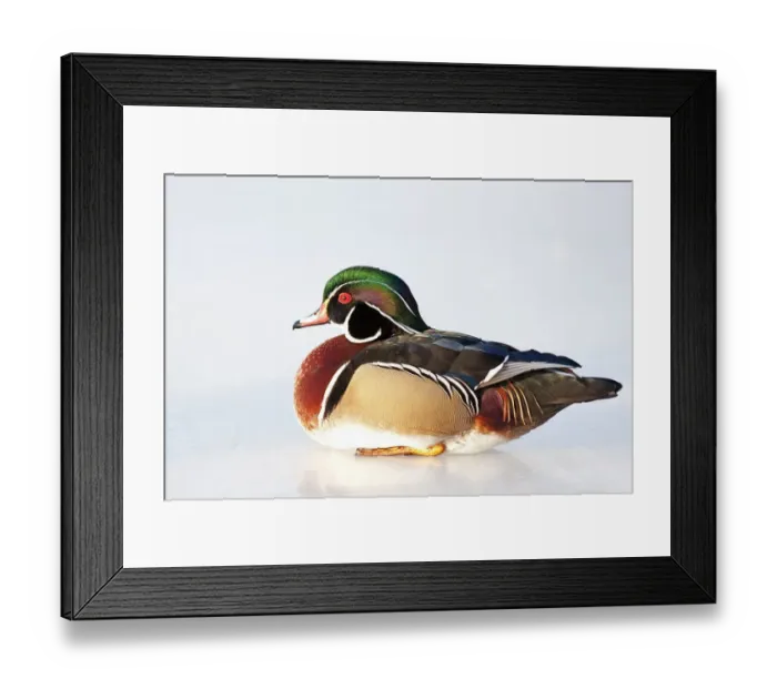 Framed Print : Wood duck on ice Framed Print : Wood duck on ice