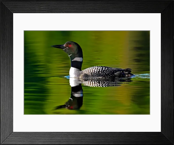 Framed Print : Common loon in green water Framed Print : Common loon in green water