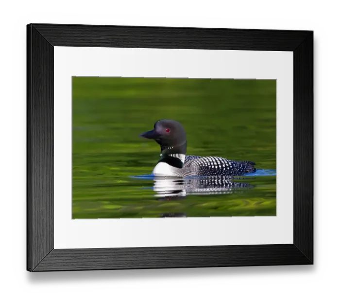 Framed Print : Common loon in green water Framed Print : Common loon in green water