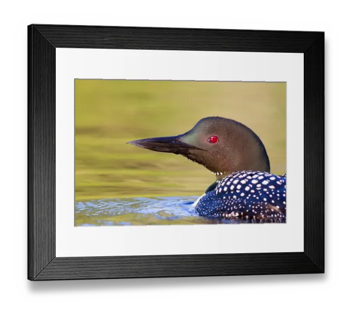 Framed Print : Common loon closeup Framed Print : Common loon closeup