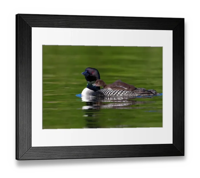 Framed Print : Common loon with chick Framed Print : Common loon with chick