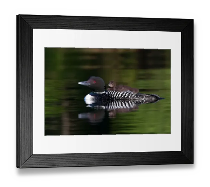 Framed Print : Common loon with chick Framed Print : Common loon with chick