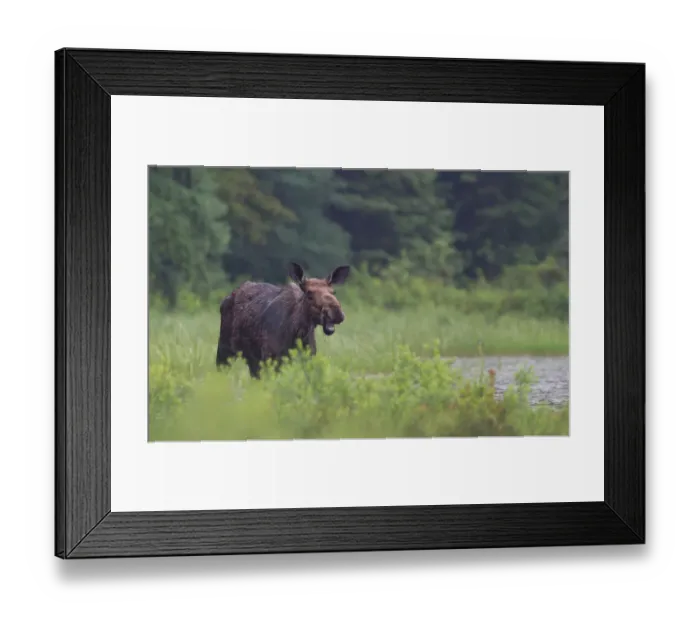 Framed Print : Cow moose Framed Print : Cow moose