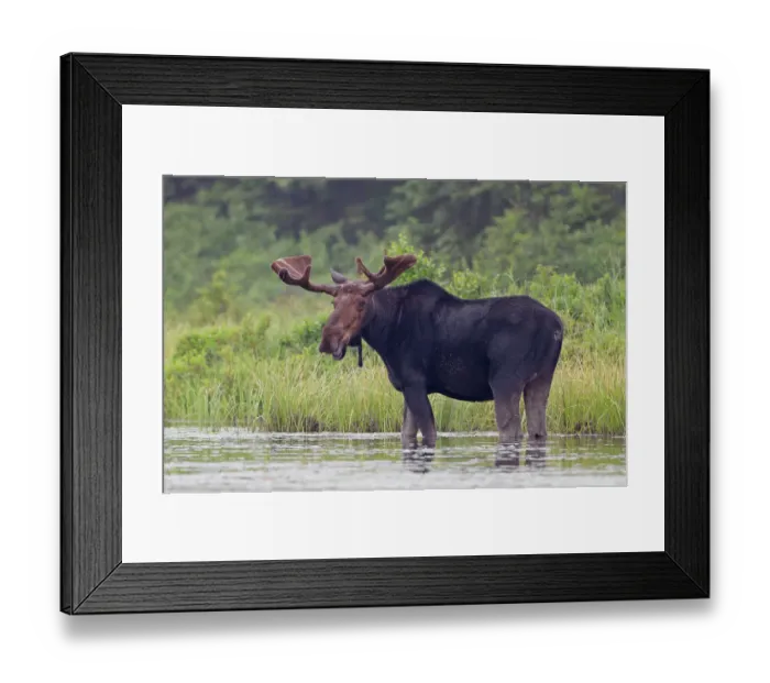 Framed Print : Bull moose in the marsh Framed Print : Bull moose in the marsh
