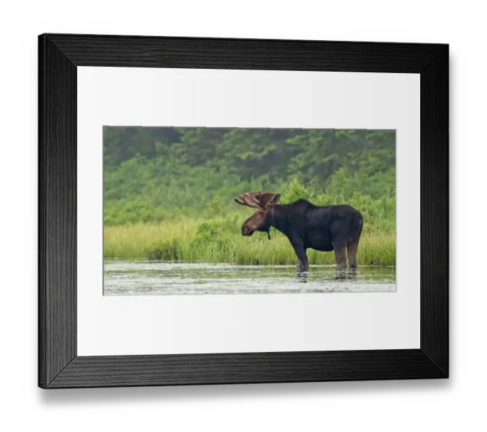 Framed Print : Bull moose in marsh eating Framed Print : Bull moose in marsh eating
