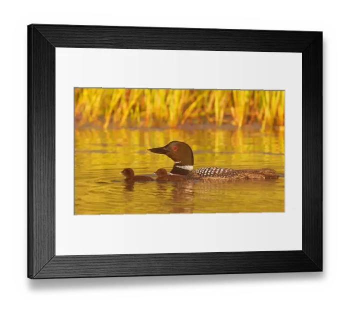 Framed Print : Common loon with two chicks Framed Print : Common loon with two chicks