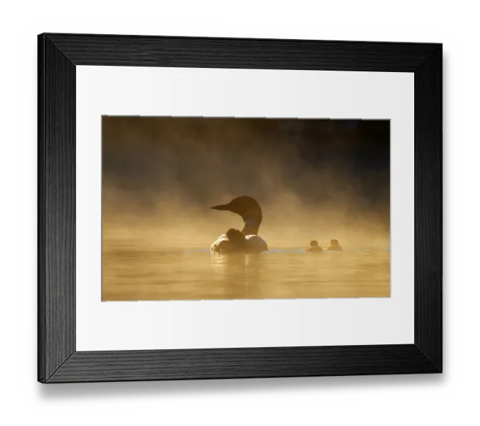 Framed Print : Common loon family in the fog Framed Print : Common loon family in the fog