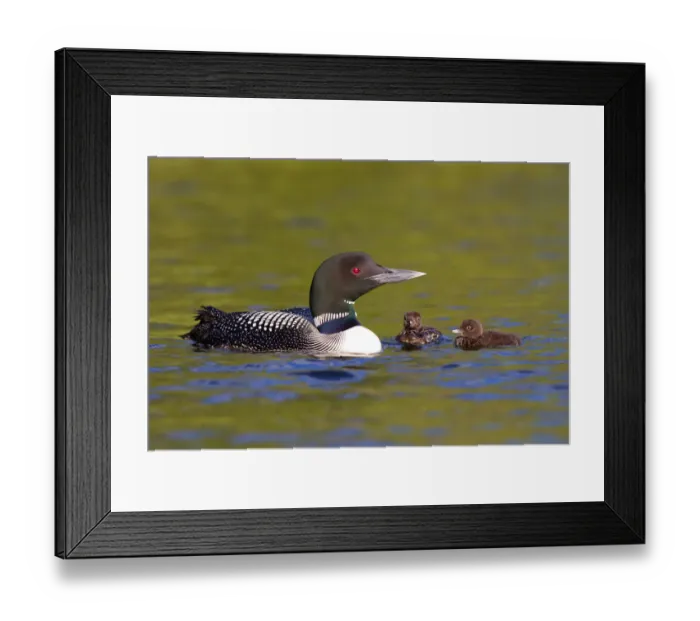 Framed Print : Common loon family