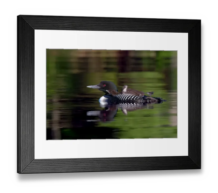 Framed Print : Common loon chick stretches Framed Print : Common loon chick stretches