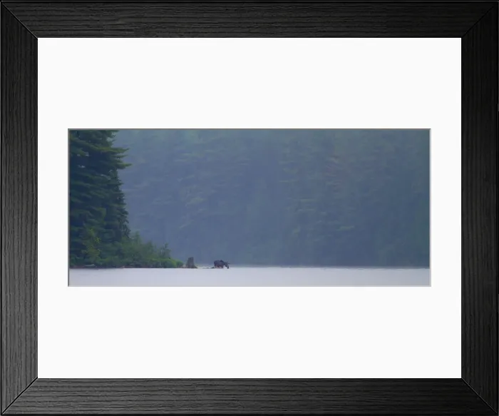 Framed Print : Moose in Algonquin Park