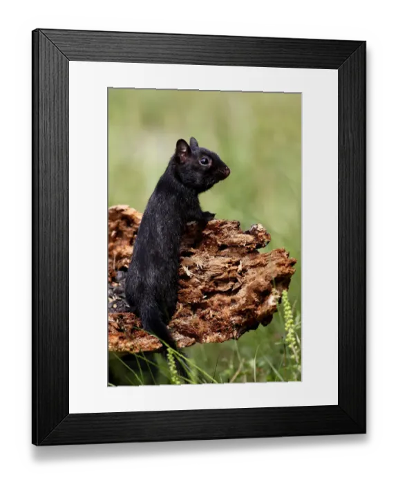 Framed Print : Black chipmunk Framed Print : Black chipmunk