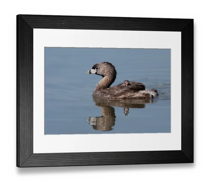 Framed Print : Pied-billed Grebe with chick Framed Print : Pied-billed Grebe with chick